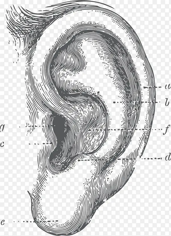 人类耳朵听觉器官