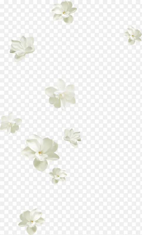 漂浮漂亮白色花朵