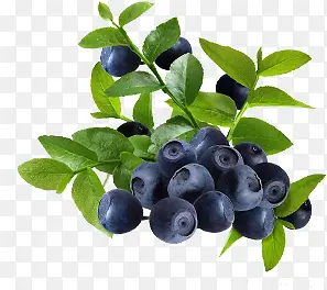 蓝莓水果生长成熟