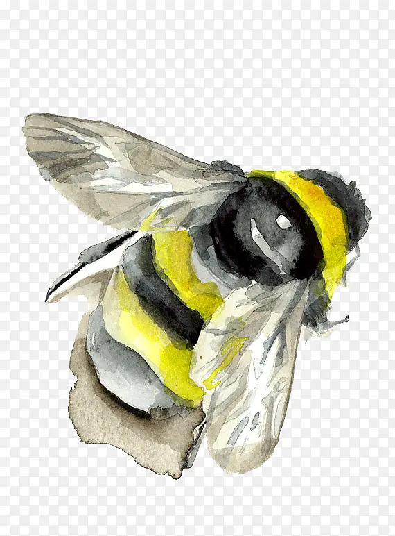水彩画蜜蜂
