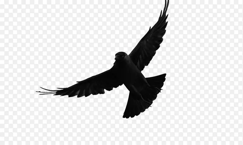 乌鸦在天空中展翅高飞