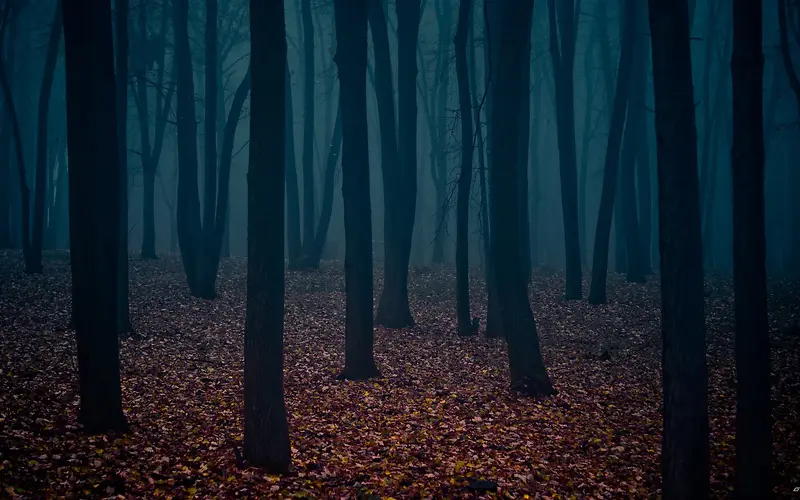 秋季昏暗深林落叶海报背景