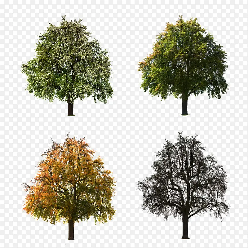 桉树四季图片素材