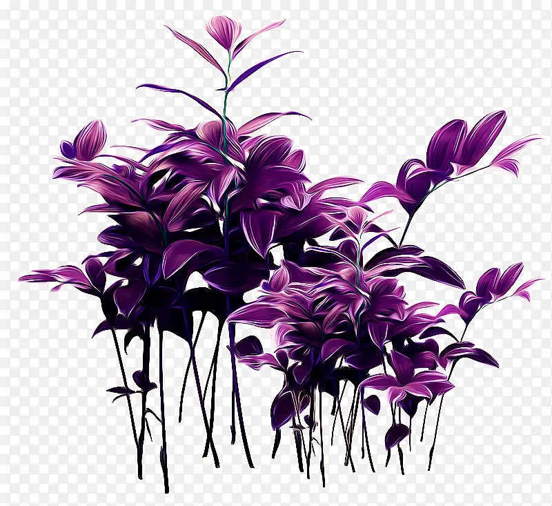 紫花 紫草