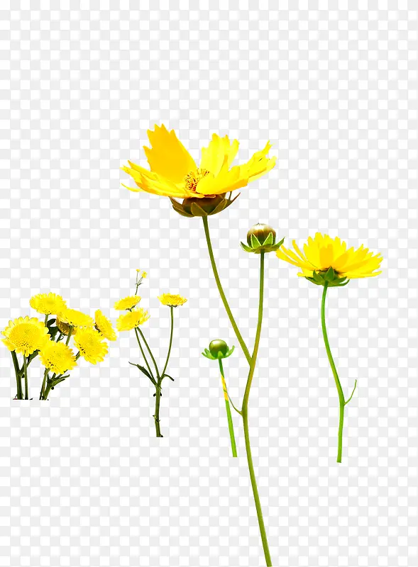 创意摄影手绘黄色的花朵造型小狗