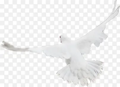 布拉格广场上飞舞的白鸽