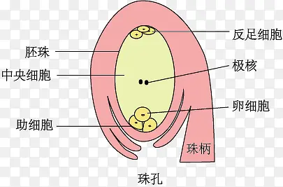 胚珠示意图