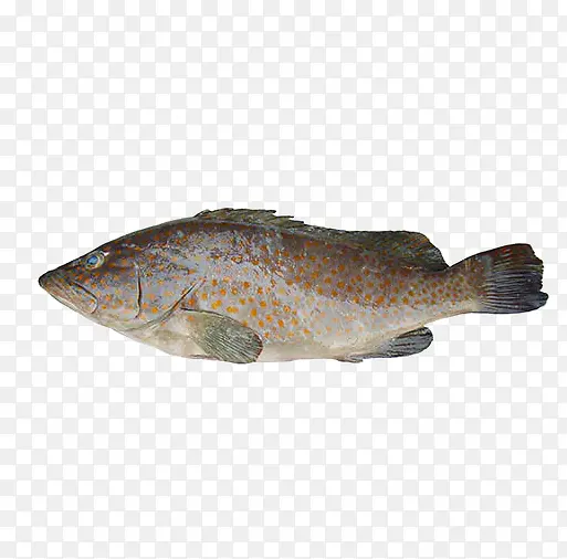 红斑鱼png