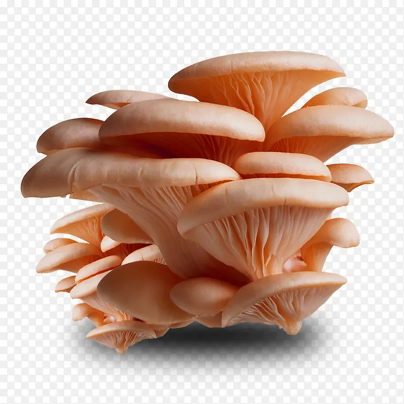 一把蘑菇素材