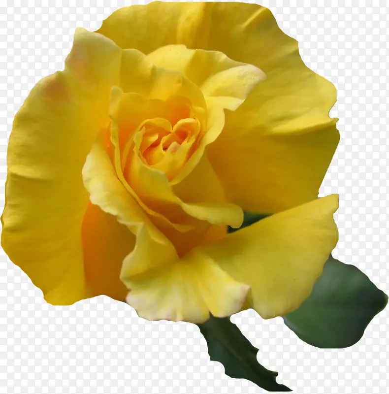 鲜艳的黄玫瑰
