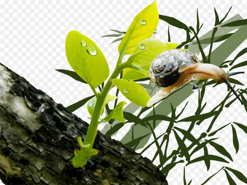 蜗牛和绿植