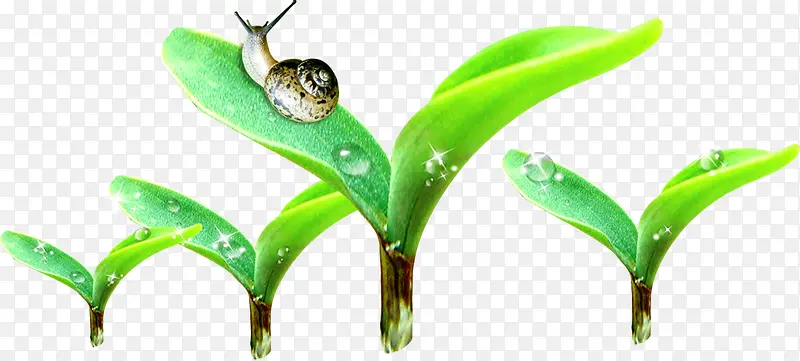 春季水滴植物蜗牛
