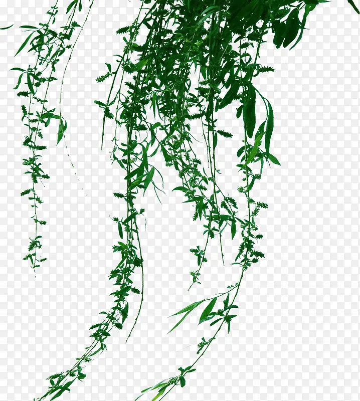 创意绿色柳树飘扬的枝条