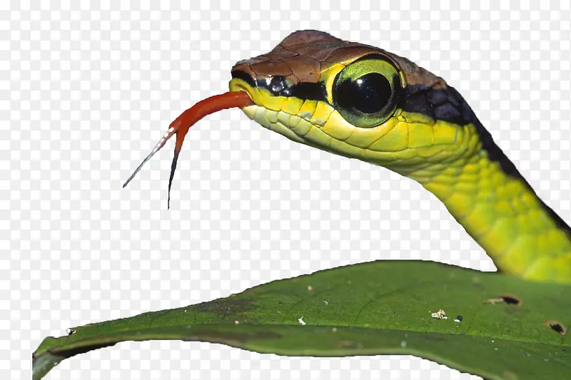 大眼睛绿蛇