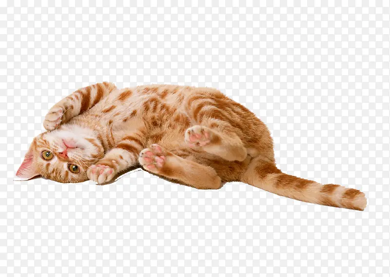 猫猫PNG图片素材下载_图片编号9141575-PNG素材网