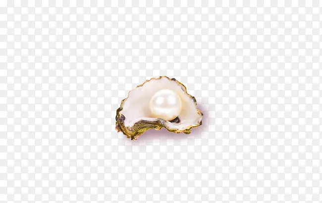 贝壳白色珍珠