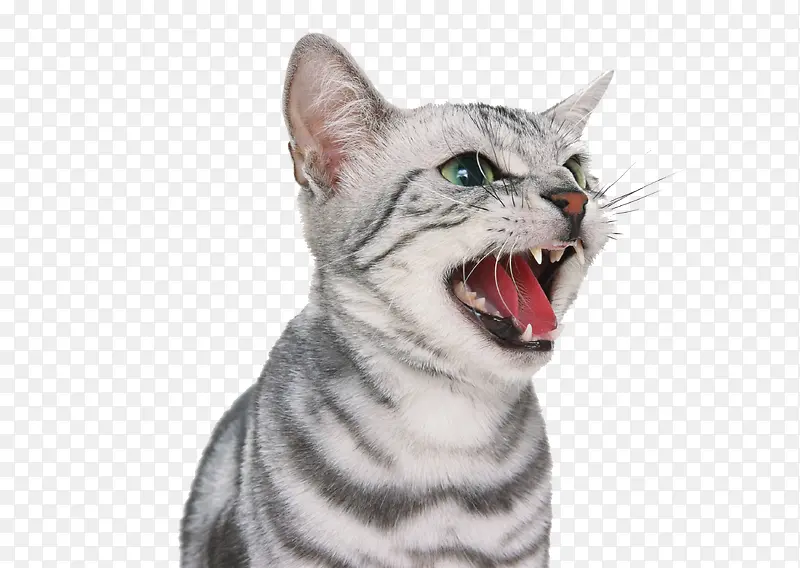 猫PNG图片素材下载_图片编号9141571-PNG素材网