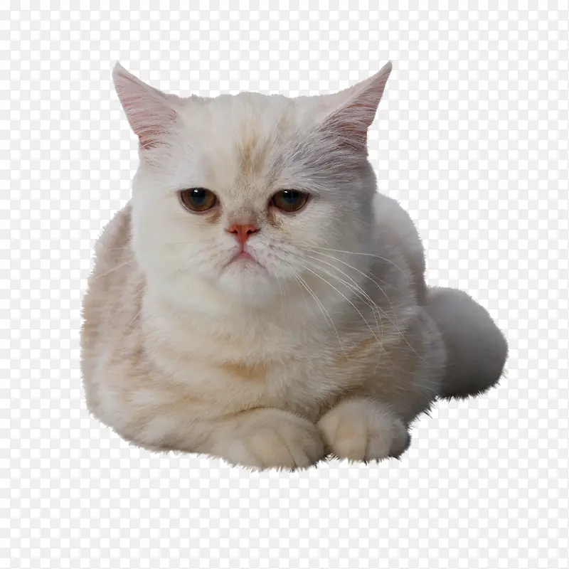 猫PNG图片素材下载_图片编号9141567-PNG素材网