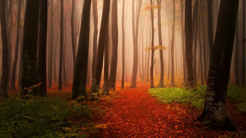 秋季红树林景象高清壁纸