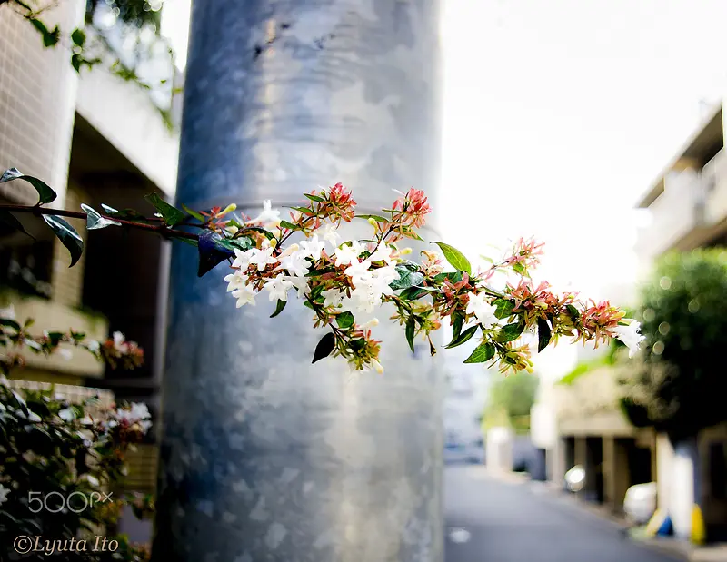 电线杆旁的白色花枝海报背景