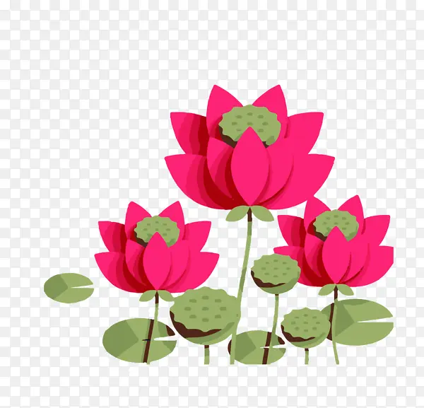 绘图荷花卡通