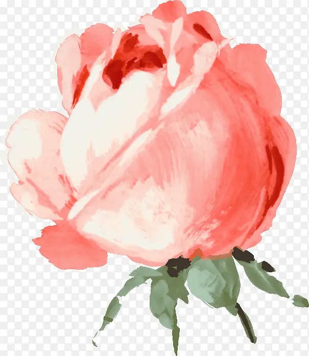 手绘水彩玫瑰花苞