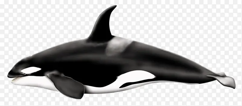 黑白的鲸鱼