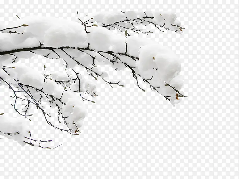 雪中白色树枝