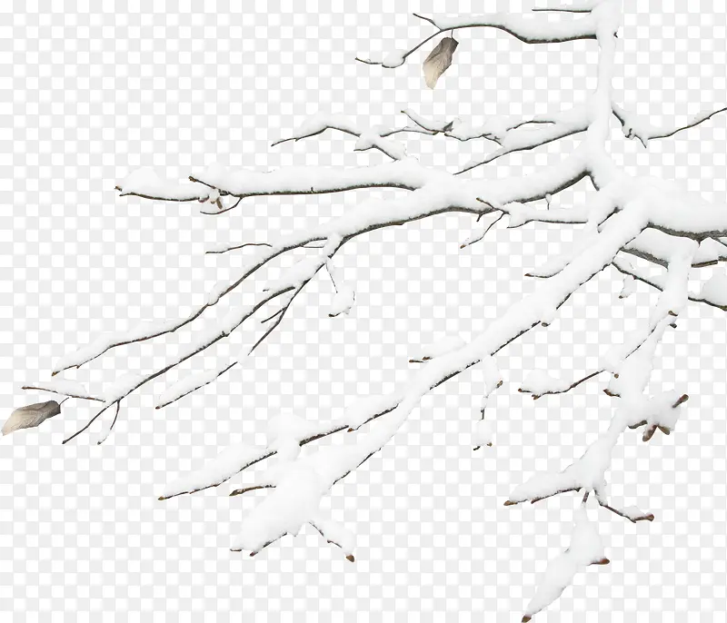 冬天中的树枝