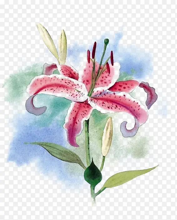 粉色带斑点的百合花朵免扣素材