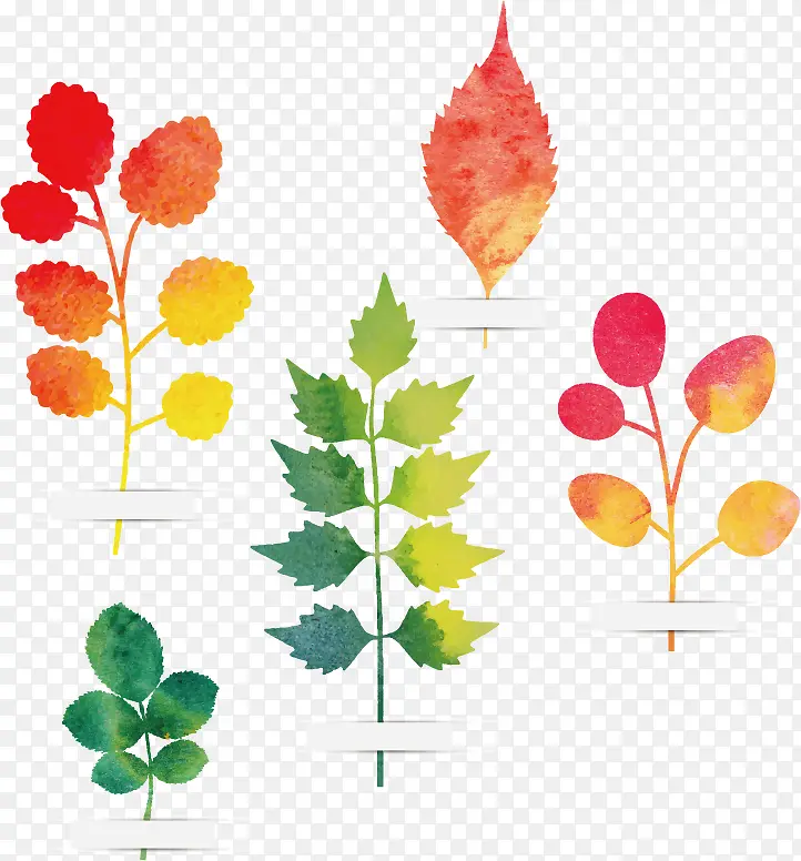 水彩手绘秋叶标本矢量图