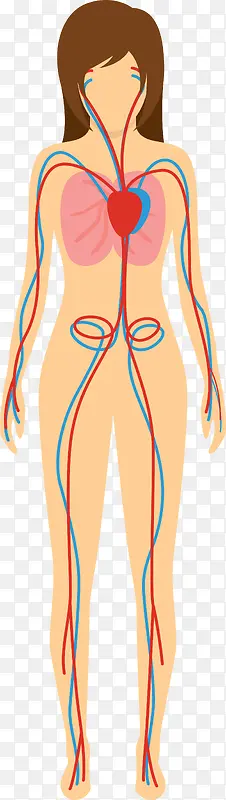 矢量女性躯体器官图