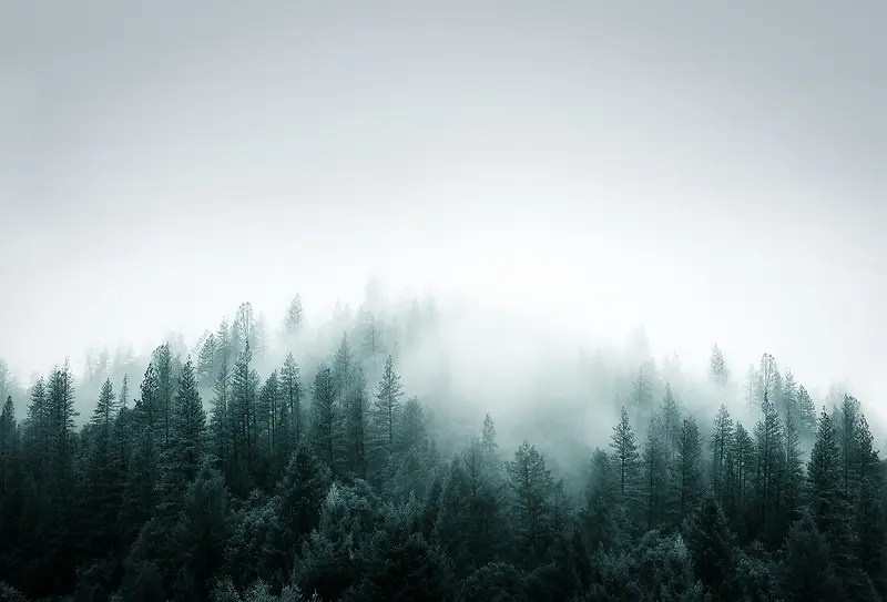 迷雾绿色森林壁纸