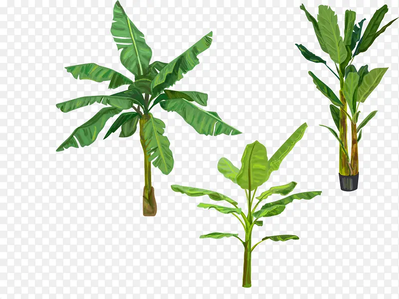 亚马逊植物