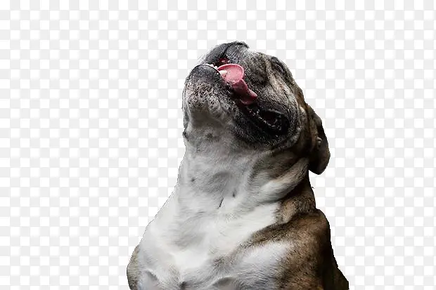 仰头伸舌头的狗素材照片