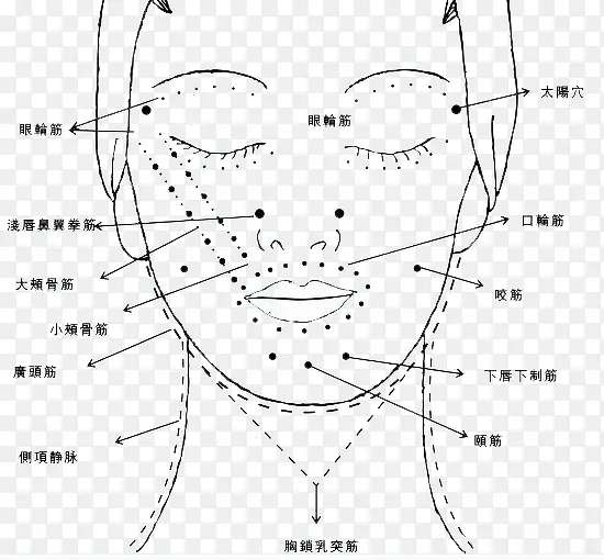 人体面部脖子穴位图