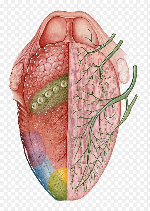 人体器官血管