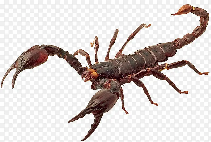 毒蝎子小动物PNG素材
