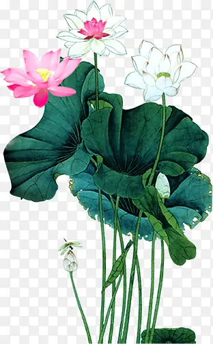 创意手绘水彩荷花造型