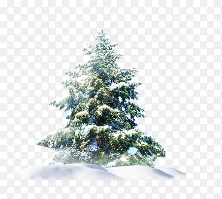 雪中松树