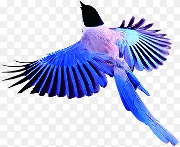 飞扬效果紫色喜鹊