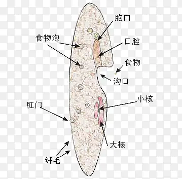 生物线粒体细胞