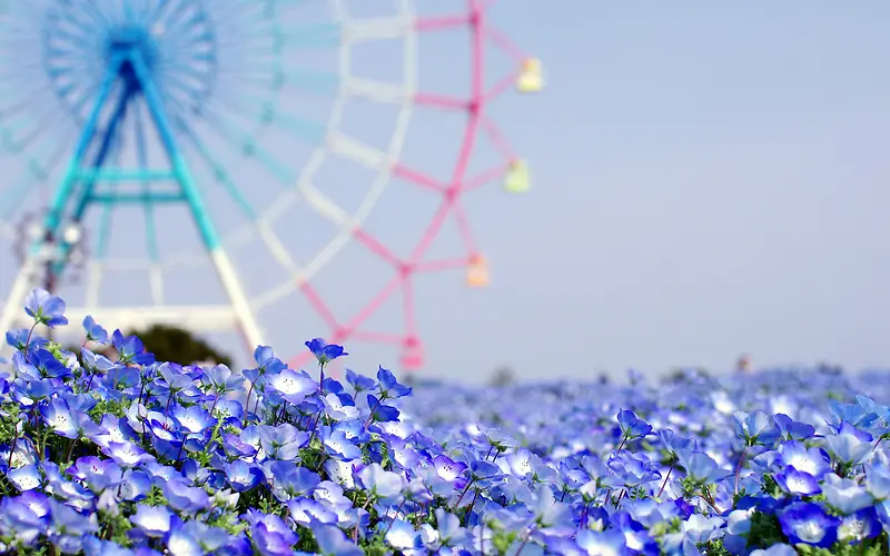 紫色花海游乐场海报背景