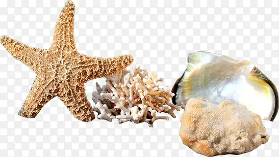 海星珊瑚和贝壳