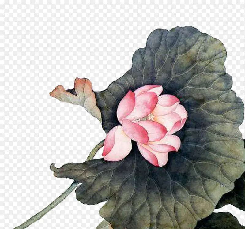 国画荷花