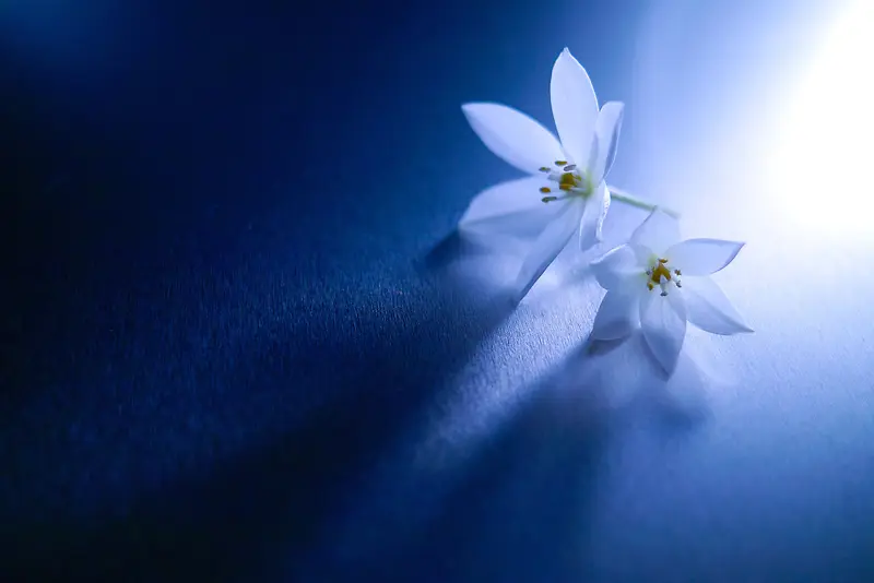 蓝色神秘背景白色小花