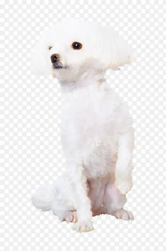 白色贵宾犬