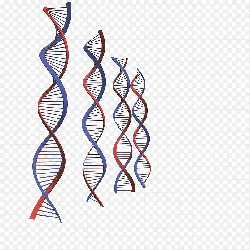 四条DNA分子