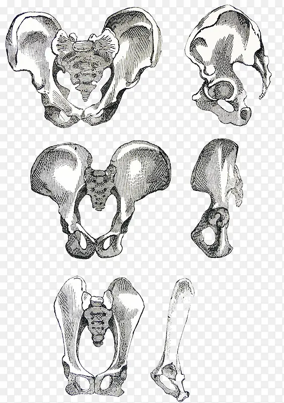 钢笔骨盆插图细节图