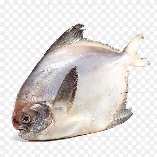 舟山鲳鱼